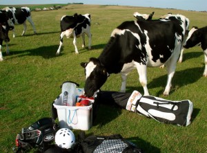 Cows